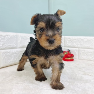 静岡県のヨークシャーテリア (犬の家＆猫の里マークイズ静岡店/2025年10月25日生まれ/男の子/スチールブルータン)の子犬の1枚目の画像