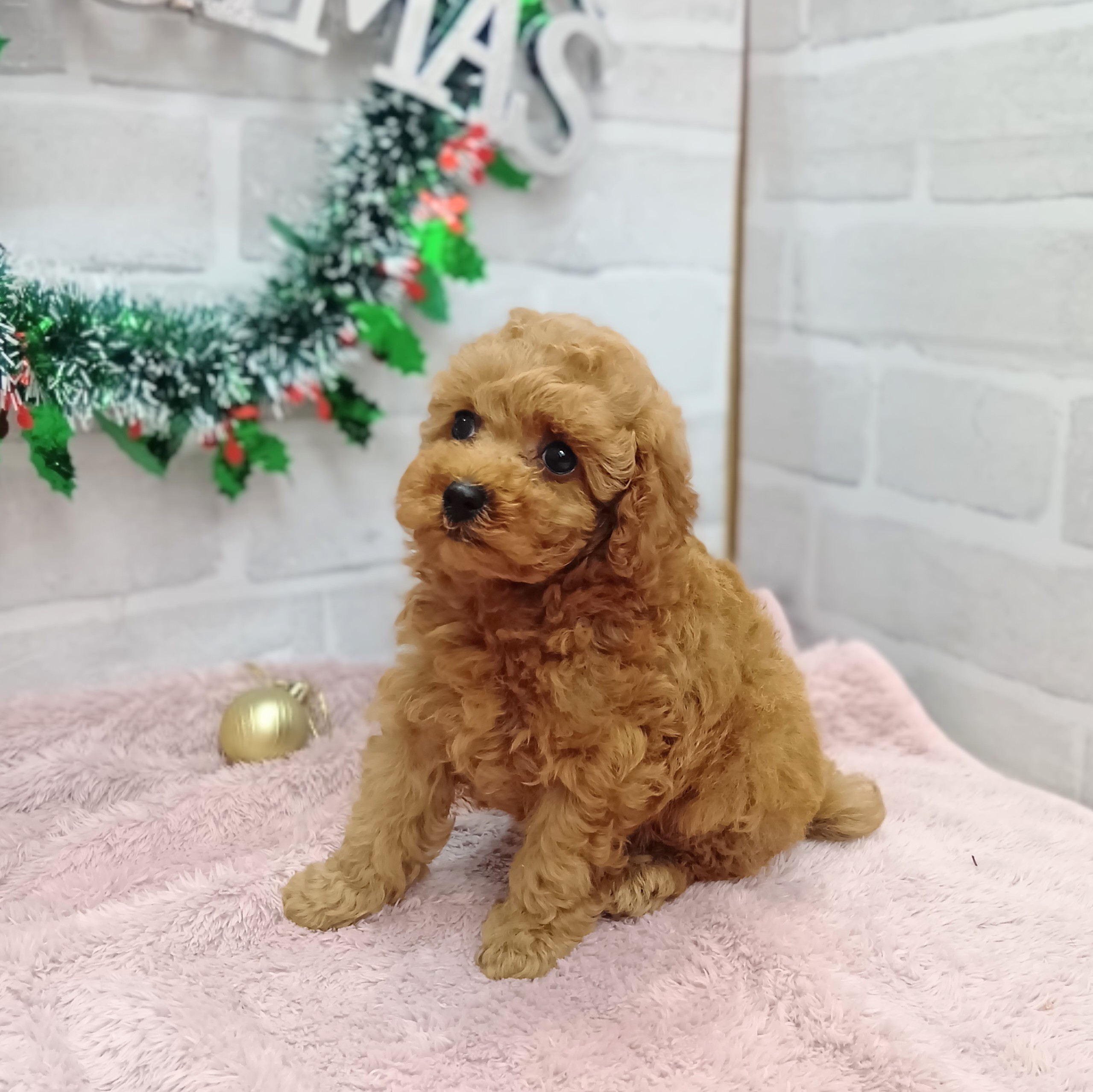 静岡県のトイプードル(トイ) (犬の家＆猫の里プレ葉ウォーク浜北店/2025年10月26日生まれ/男の子/レッド)の子犬の3枚目の画像