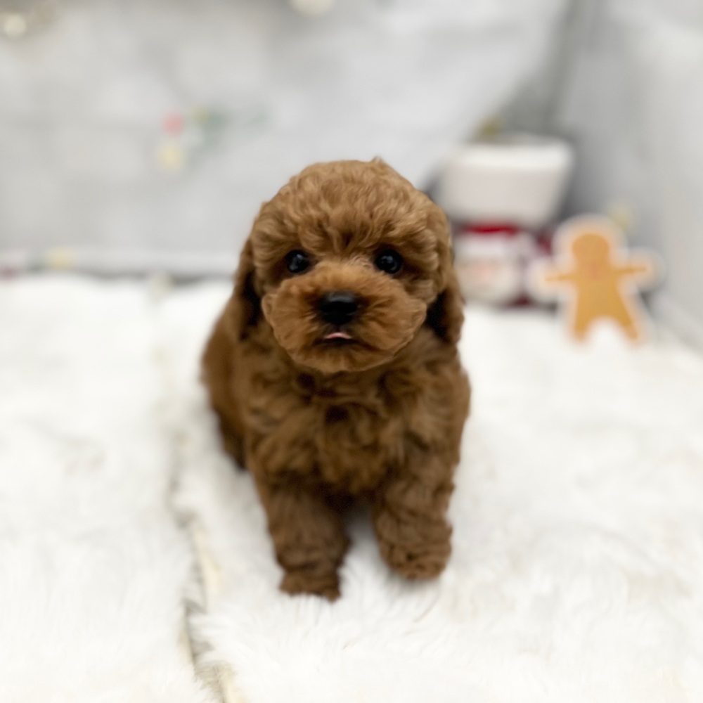 静岡県のトイプードル(トイ) (犬の家＆猫の里MEGAドン・キホーテ袋井店/2025年10月26日生まれ/男の子/レッド)の子犬の3枚目の画像