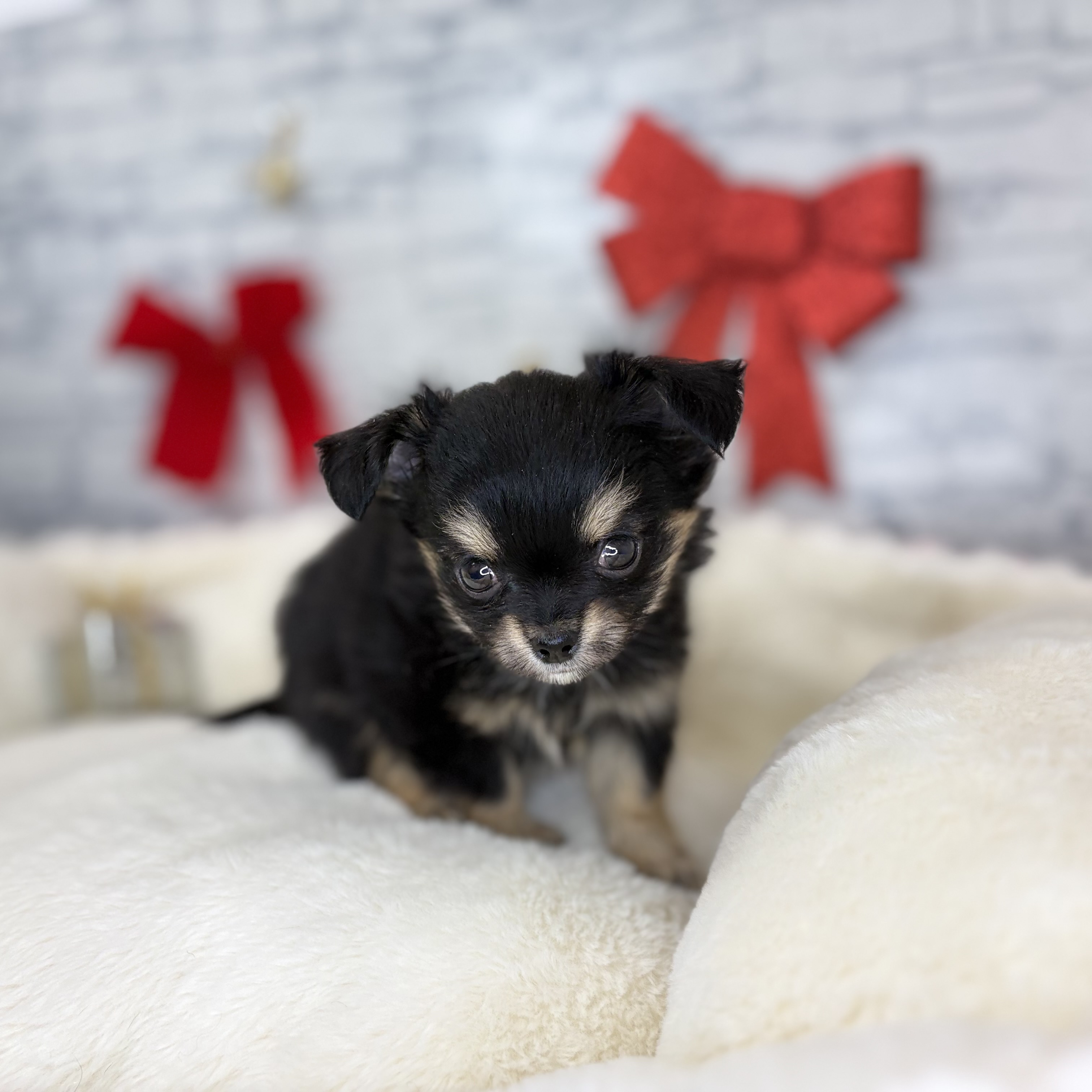 長野県のチワワ(ロング) (犬の家＆猫の里長野店/2025年10月27日生まれ/女の子/ブラックタン)の子犬の3枚目の画像