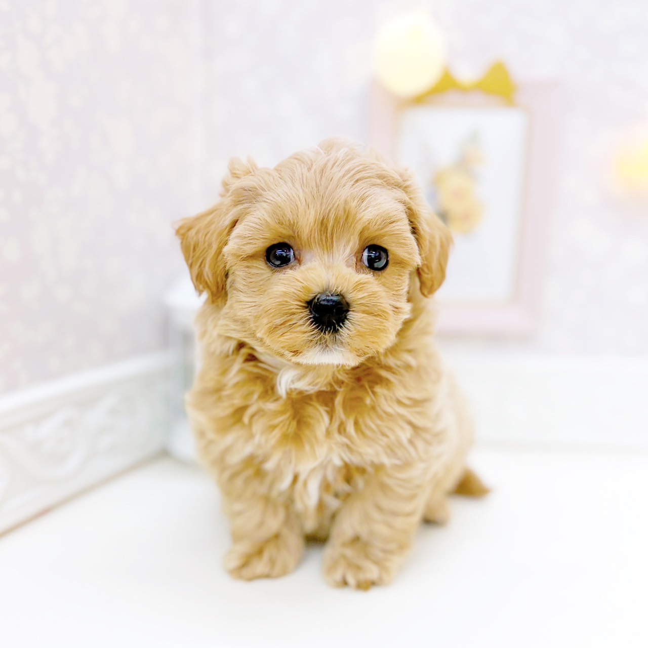 富山県のマルプー(マルチーズ×プードル) (犬の家＆猫の里富山店/2025年10月27日生まれ/男の子/クリームホワイト)の子犬