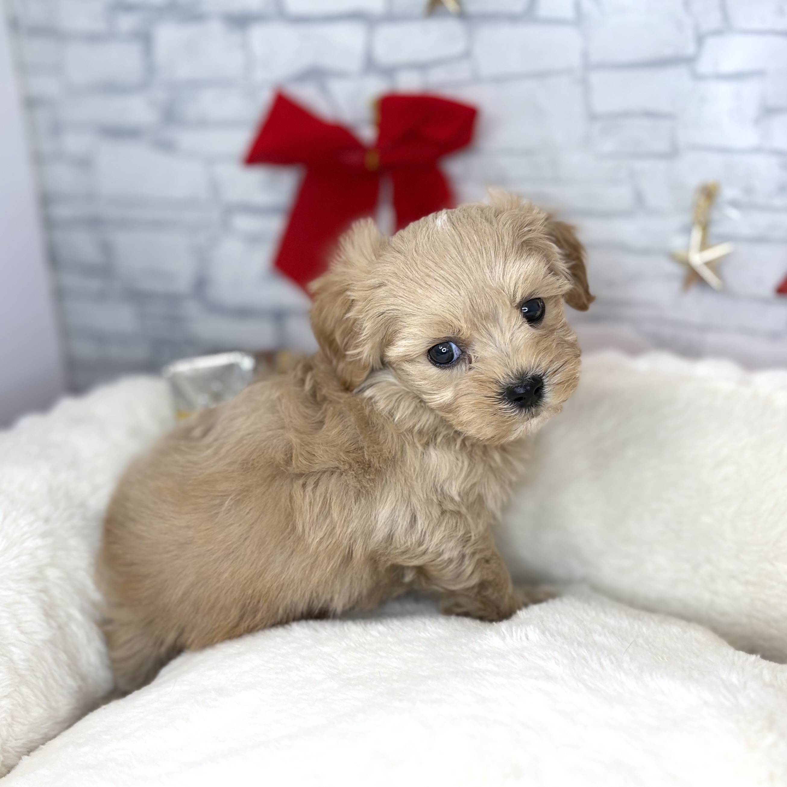 長野県のマルプー(マルチーズ×プードル) (犬の家＆猫の里長野店/2025年10月27日生まれ/男の子/クリームホワイト)の子犬の3枚目の画像