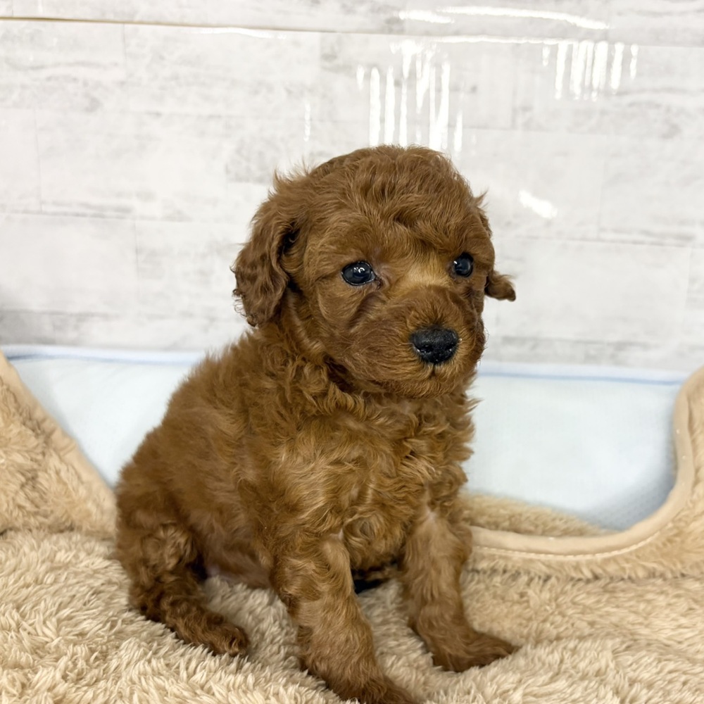 長野県のトイプードル(トイ) (犬の家＆猫の里塩尻店/2025年10月28日生まれ/女の子/レッド)の子犬の1枚目の画像