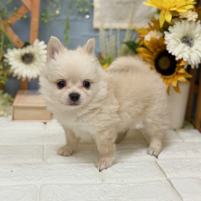 千葉県のポメチワ/チワポメ/ポメチー(ポメラニアン×チワワ) (犬の家＆猫の里ワンズモール稲毛店/2025年10月28日生まれ/男の子/クリーム)の子犬の3枚目の画像
