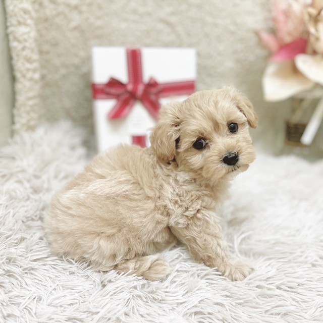 静岡県のマルプー(マルチーズ×プードル) (犬の家＆猫の里藤枝店/2025年10月27日生まれ/男の子/クリームホワイト)の子犬の3枚目の画像