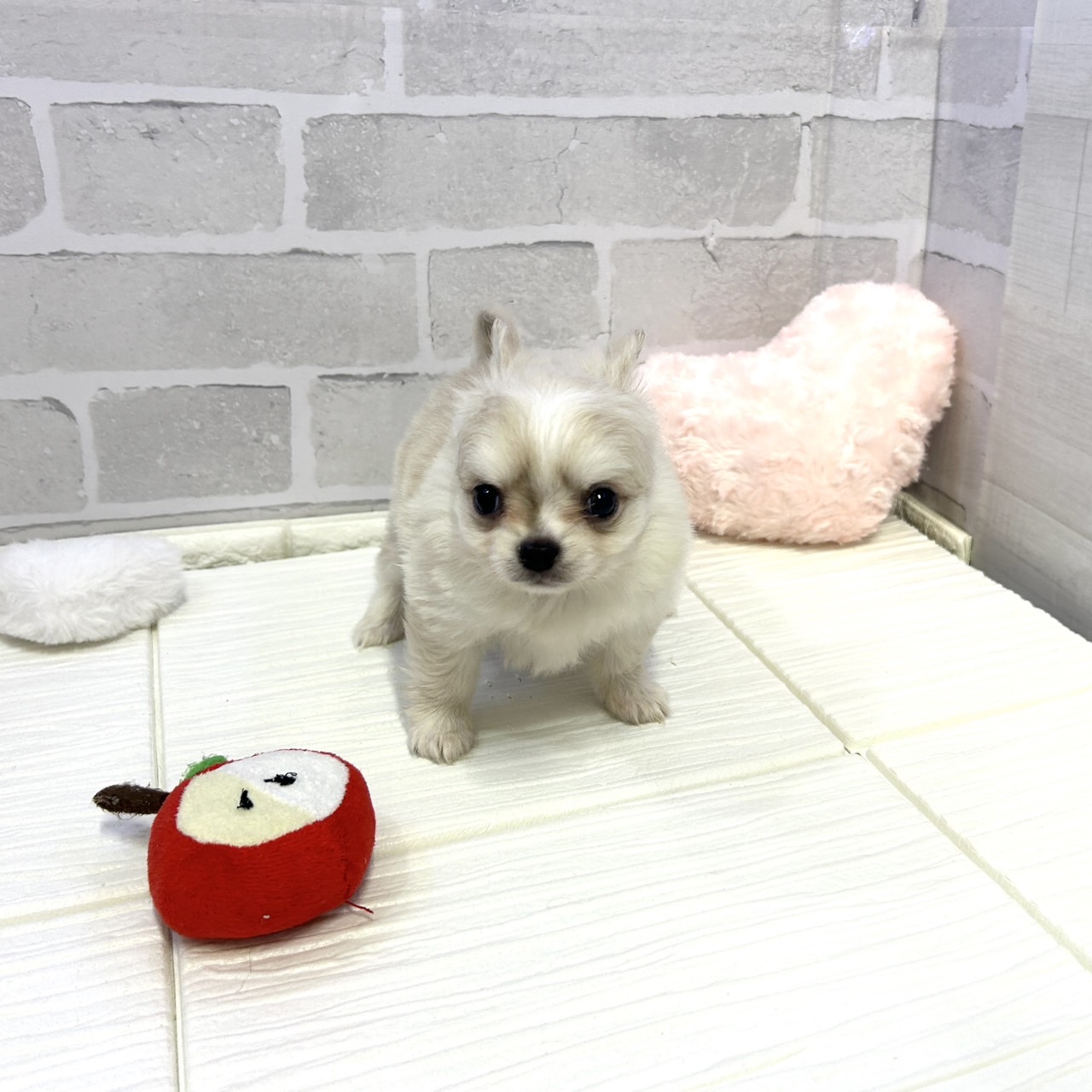 愛知県のポメチワ/チワポメ/ポメチー(ポメラニアン×チワワ) (犬の家＆猫の里岡崎店/2025年10月28日生まれ/男の子/クリームホワイト)の子犬の3枚目の画像