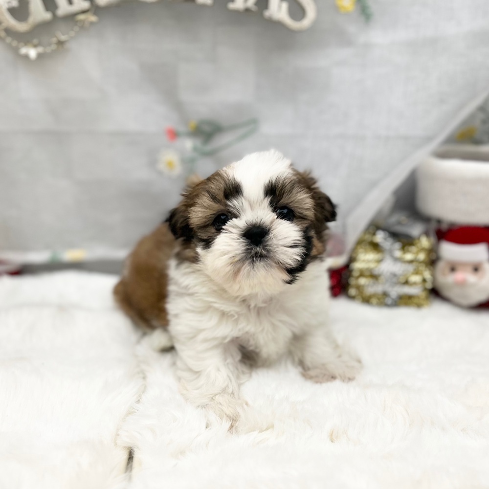 静岡県のシーズー (犬の家＆猫の里MEGAドン・キホーテ袋井店/2025年10月27日生まれ/女の子/ゴールドホワイト)の子犬の3枚目の画像