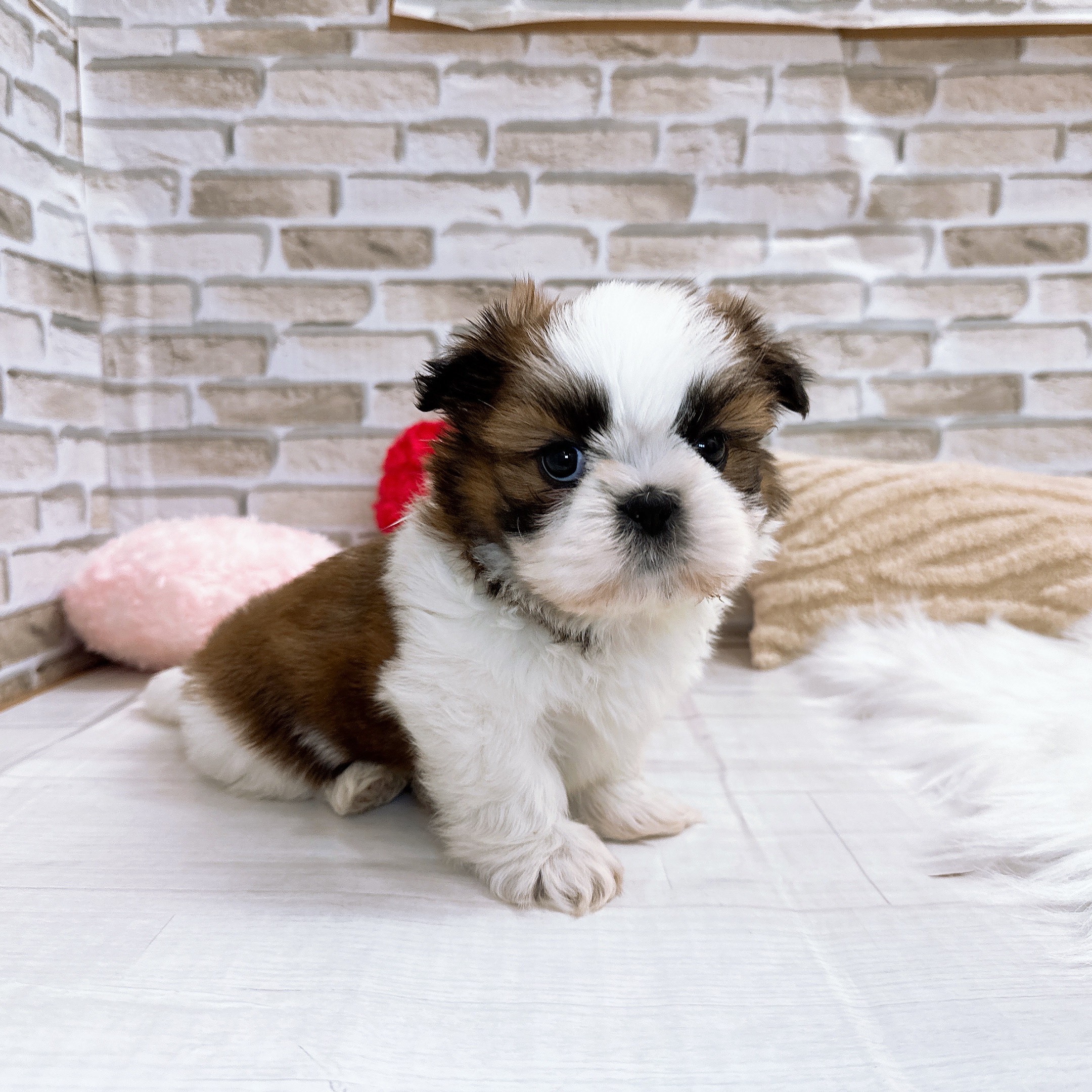 神奈川県のシーズー (犬の家＆猫の里モザイクモール港北店/2025年10月27日生まれ/男の子/ゴールドホワイト)の子犬