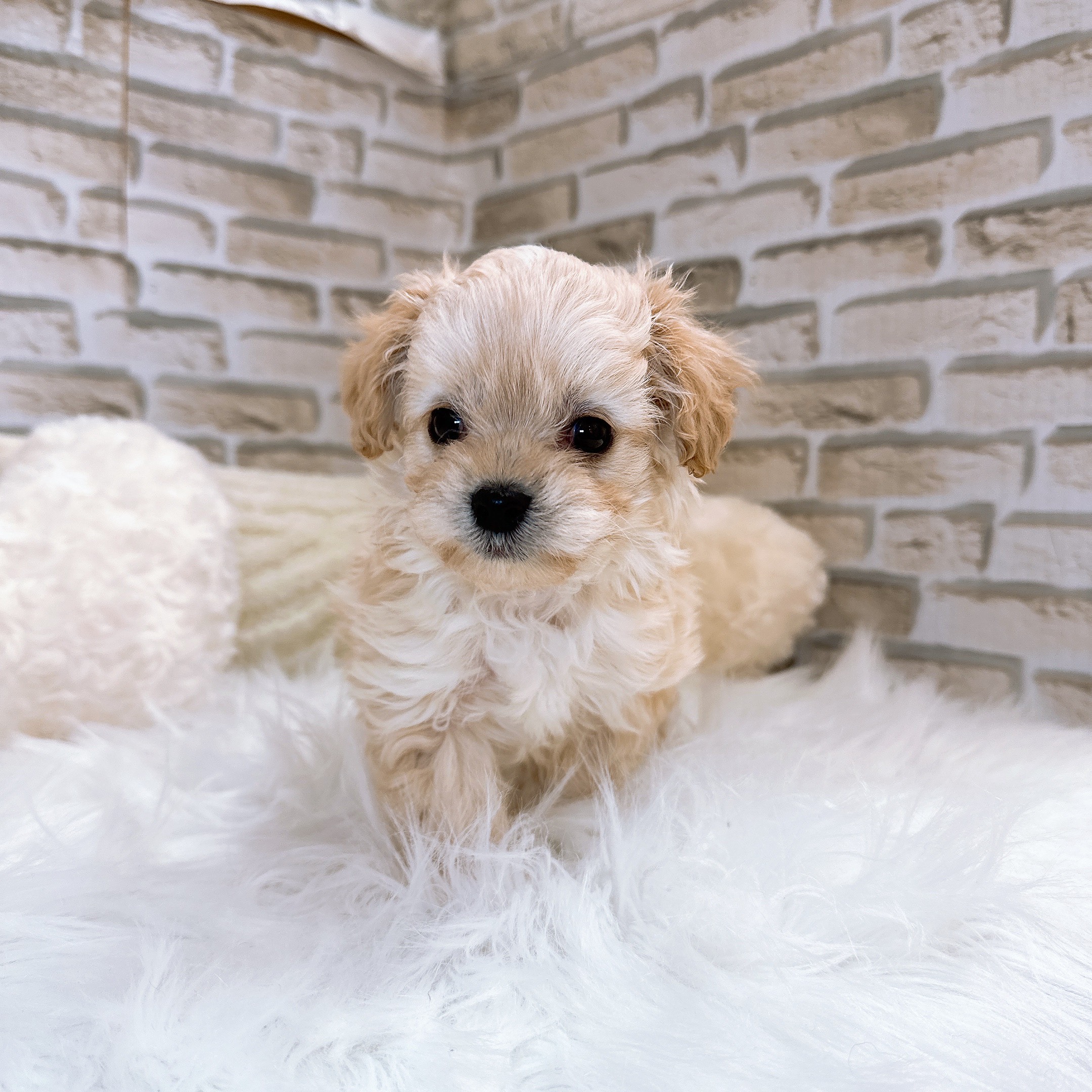 神奈川県のマルプー(マルチーズ×プードル) (犬の家＆猫の里モザイクモール港北店/2025年10月27日生まれ/男の子/アプリコット)の子犬の1枚目の画像