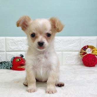 静岡県のチワックス(チワワ×ダックス) (犬の家＆猫の里マークイズ静岡店/2025年10月24日生まれ/女の子/クリーム)の子犬の3枚目の画像