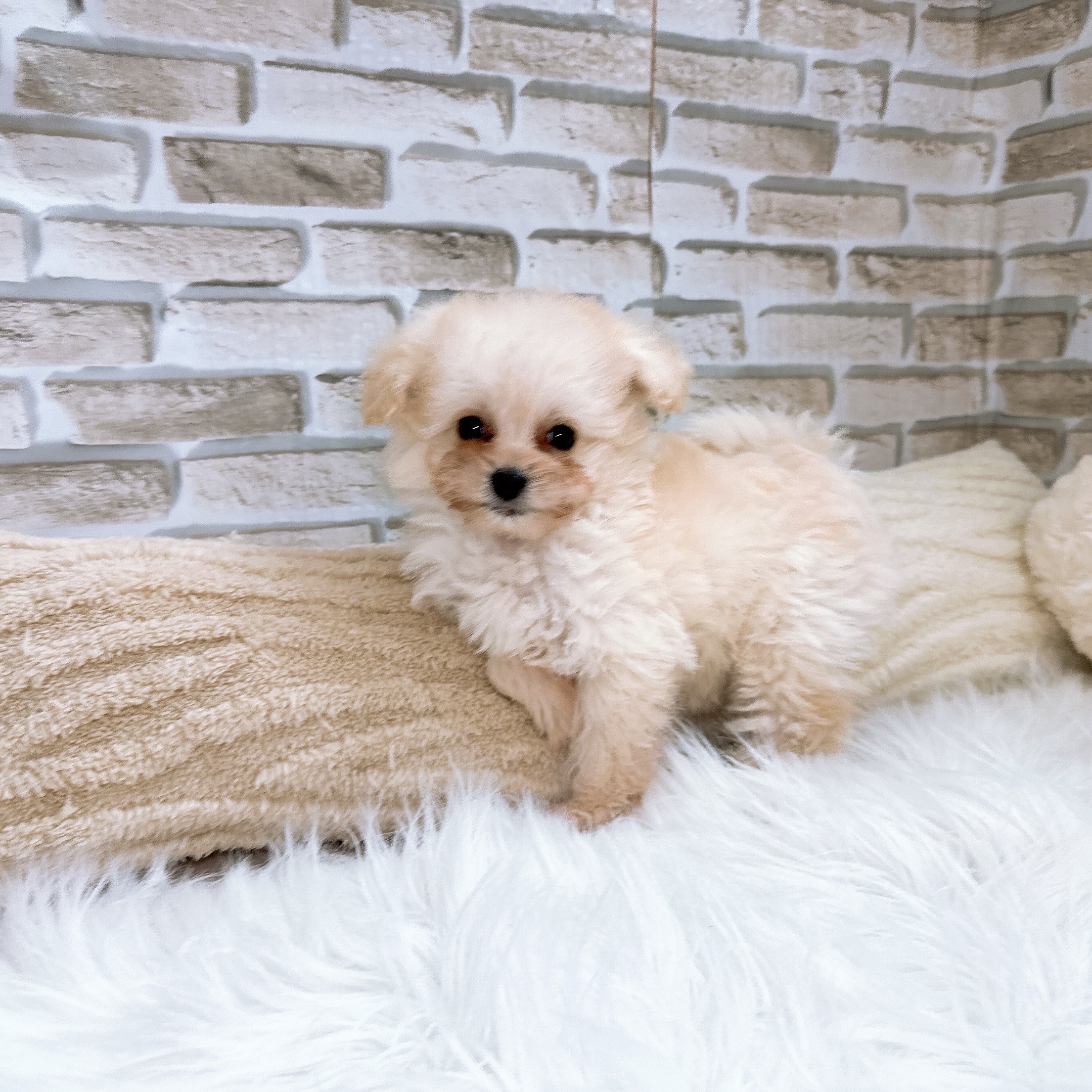 神奈川県のポメプー(ポメラニアン×プードル) (犬の家＆猫の里モザイクモール港北店/2025年10月26日生まれ/女の子/ホワイト)の子犬の3枚目の画像