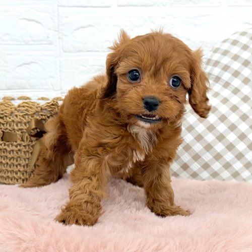 愛知県のキャバプー(キャバリア×プードル) (犬の家＆猫の里豊川インター店/2025年10月27日生まれ/女の子/レッドホワイト)の子犬の3枚目の画像