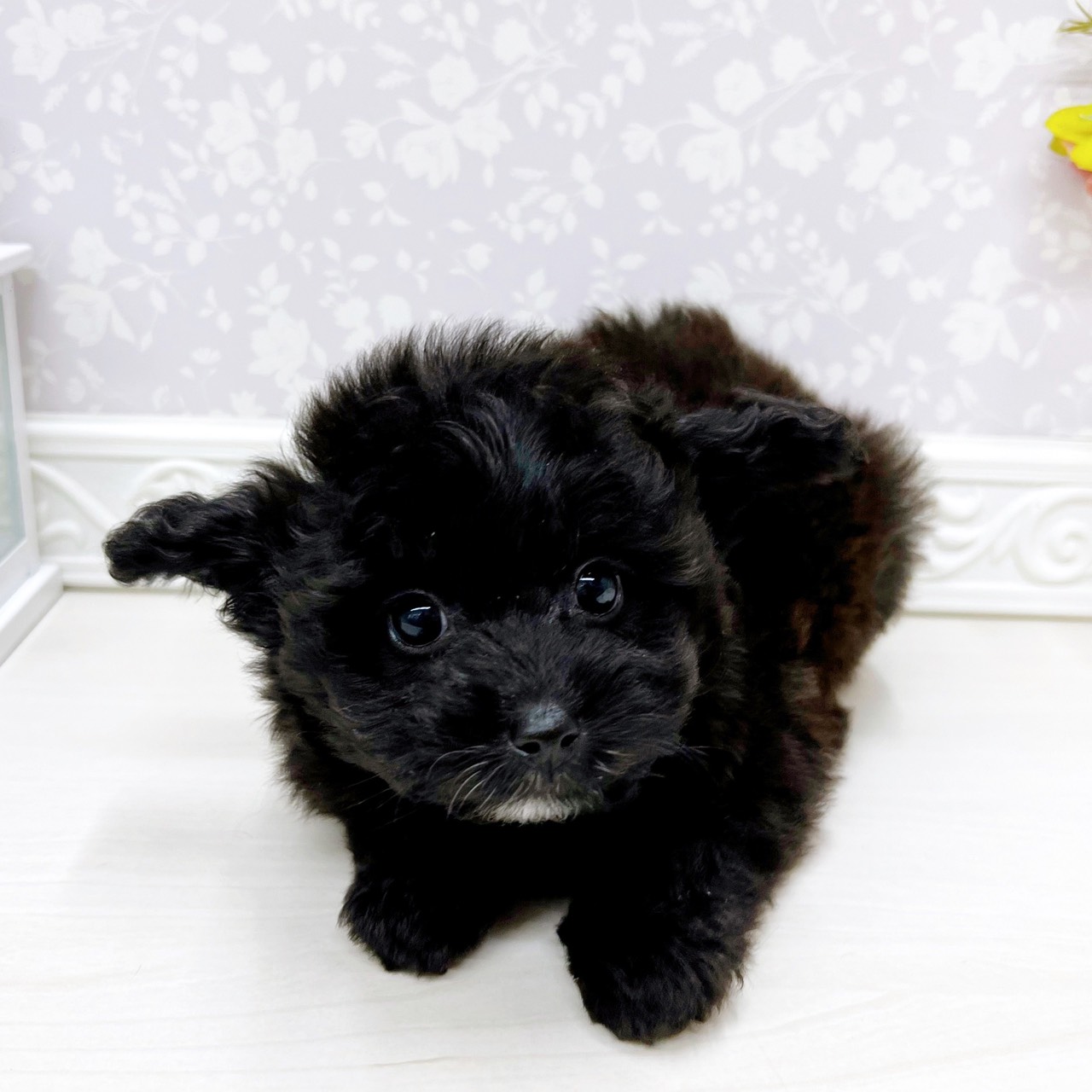 富山県のポメプー(ポメラニアン×プードル) (犬の家＆猫の里アミーゴ山室店/2025年10月26日生まれ/女の子/ブラック)の子犬の3枚目の画像