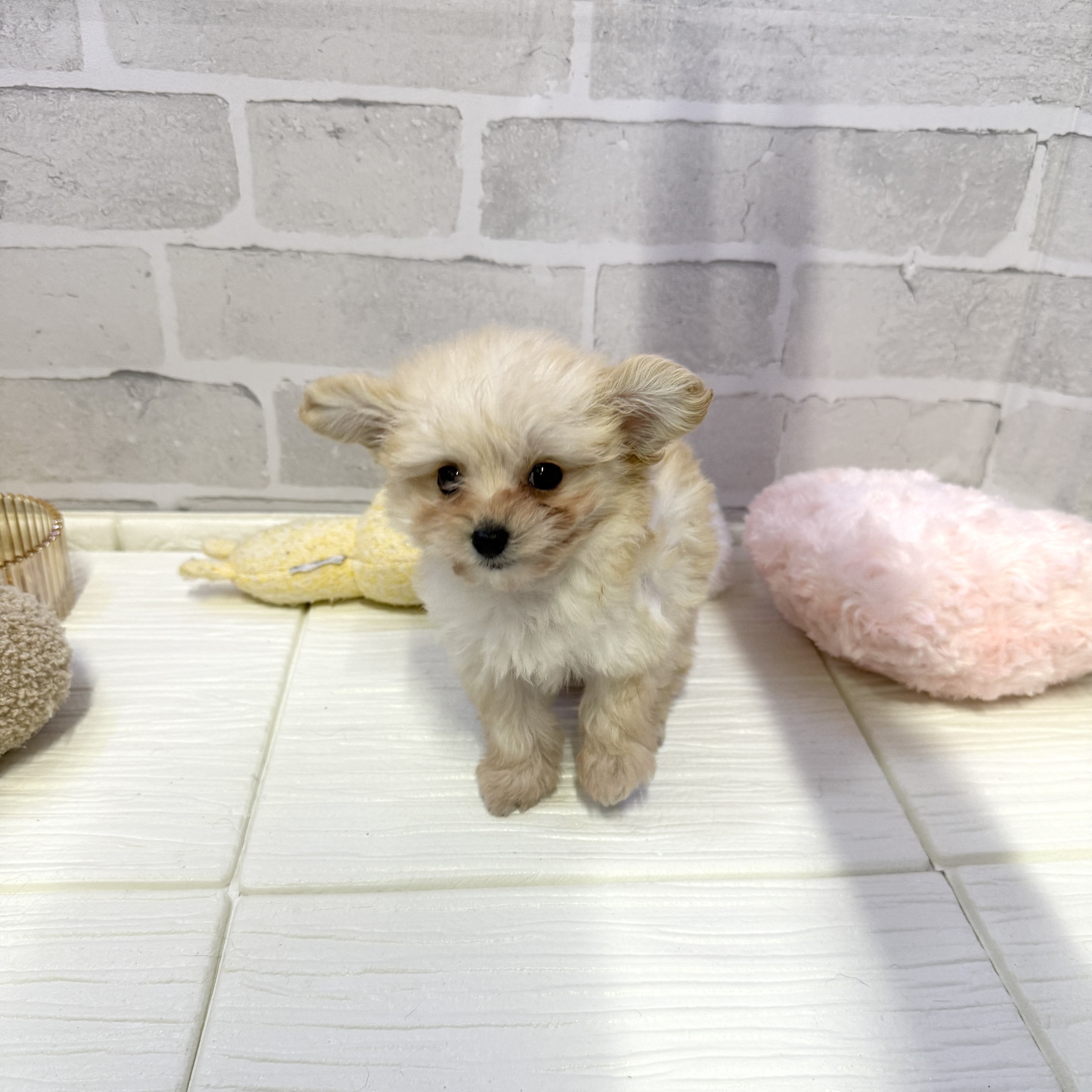 愛知県のポメプー(ポメラニアン×プードル) (犬の家＆猫の里岡崎店/2025年10月26日生まれ/女の子/ホワイト)の子犬の3枚目の画像