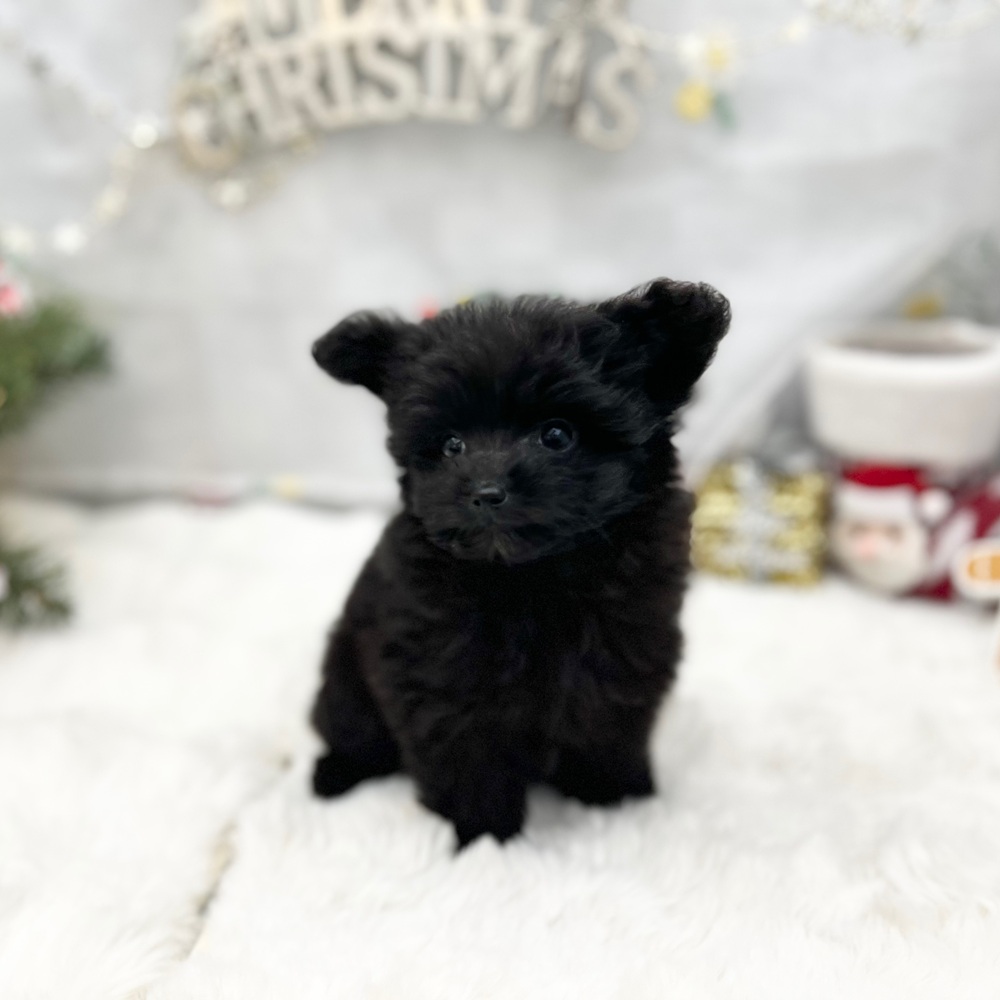 静岡県のポメプー(ポメラニアン×プードル) (犬の家＆猫の里MEGAドン・キホーテ袋井店/2025年10月26日生まれ/女の子/ブラック)の子犬の3枚目の画像