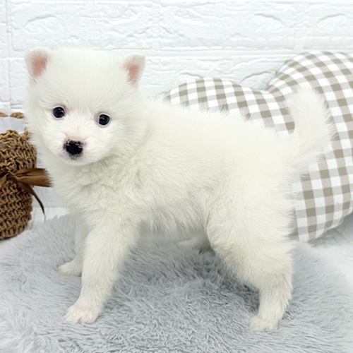 愛知県のハーフ犬・ミックス犬 (犬の家＆猫の里豊川インター店/2025年10月27日生まれ/男の子/ホワイト)の子犬の3枚目の画像