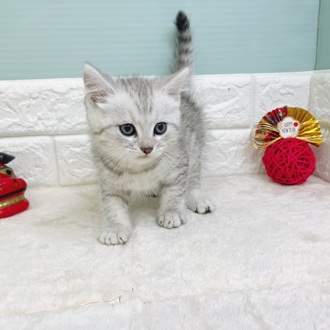 静岡県のマンチカン (犬の家＆猫の里マークイズ静岡店/2025年10月27日生まれ/男の子/シルバータビー)の子猫の3枚目の画像