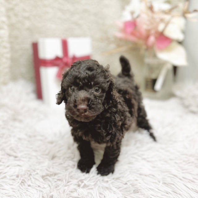 静岡県のトイプードル(トイ) (犬の家＆猫の里藤枝店/2025年10月27日生まれ/女の子/ブラウン)の子犬の3枚目の画像