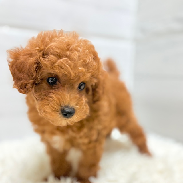 愛知県のトイプードル(トイ) (犬の家＆猫の里豊田店/2025年10月26日生まれ/女の子/レッド)の子犬の3枚目の画像