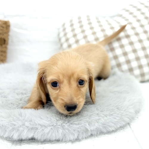 愛知県のミニチュアダックスフンド(ロング) (犬の家＆猫の里豊川インター店/2025年10月28日生まれ/男の子/イエロー)の子犬の3枚目の画像