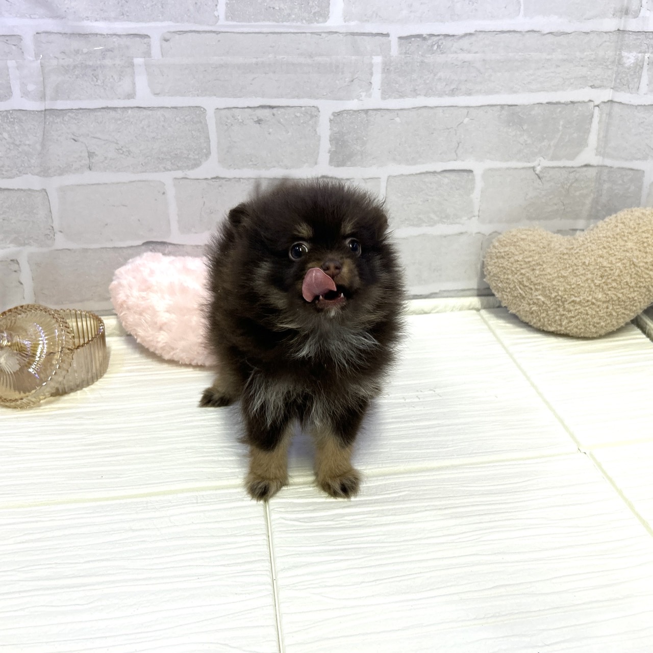 愛知県のポメラニアン (犬の家＆猫の里岡崎店/2025年10月26日生まれ/女の子/チョコレートタン)の子犬の3枚目の画像