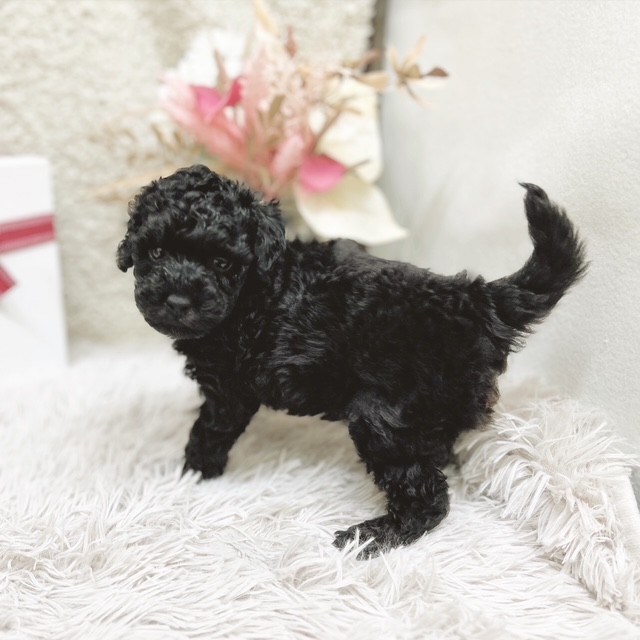 静岡県のトイプードル(トイ) (犬の家＆猫の里藤枝店/2025年10月28日生まれ/男の子/ブラック)の子犬の3枚目の画像