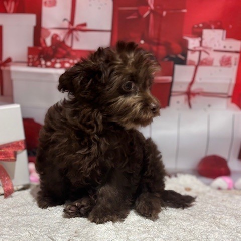 福岡県のチワプー/プーチー(チワワ×プードル) (犬の家＆猫の里トリアス久山店/2025年10月27日生まれ/男の子/ブラウン)の子犬の3枚目の画像