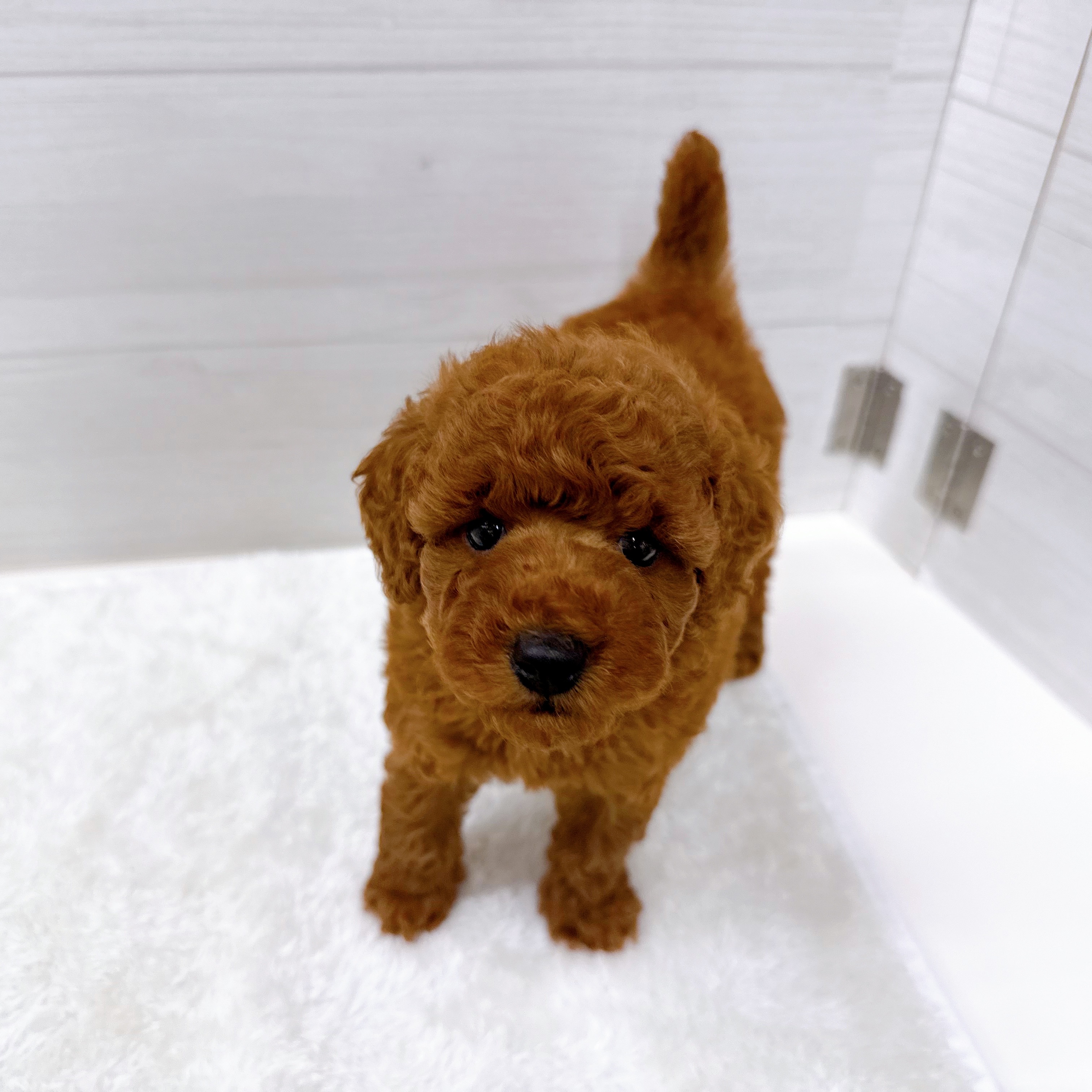 石川県のトイプードル(トイ) (犬の家＆猫の里アミーゴ金沢おこばた店/2025年10月27日生まれ/男の子/レッド)の子犬の3枚目の画像