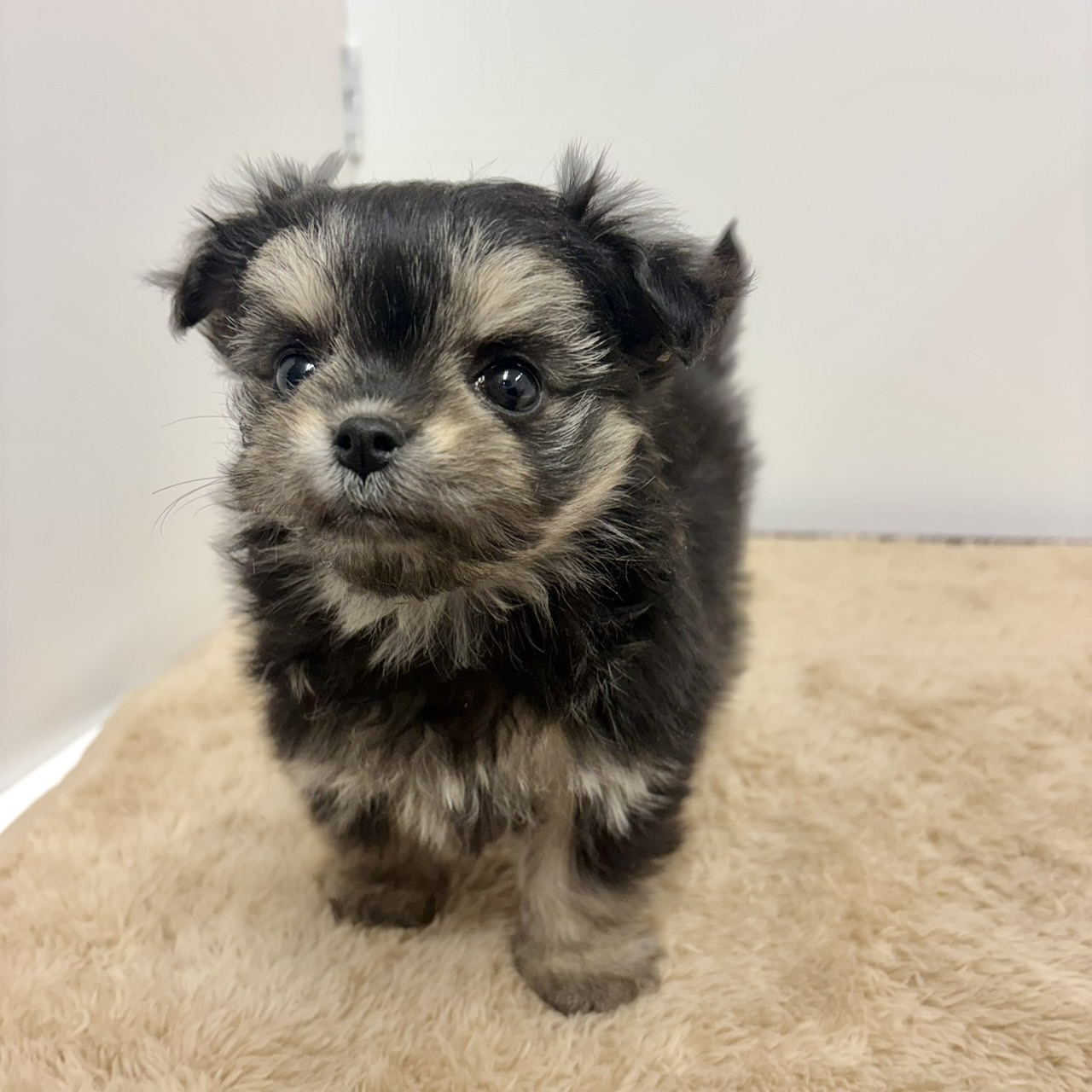 神奈川県のチワマル/マルチワ(チワワ×マルチーズ) (犬の家＆猫の里相模原店/2025年10月27日生まれ/女の子/ブラックタンホワイト)の子犬の1枚目の画像