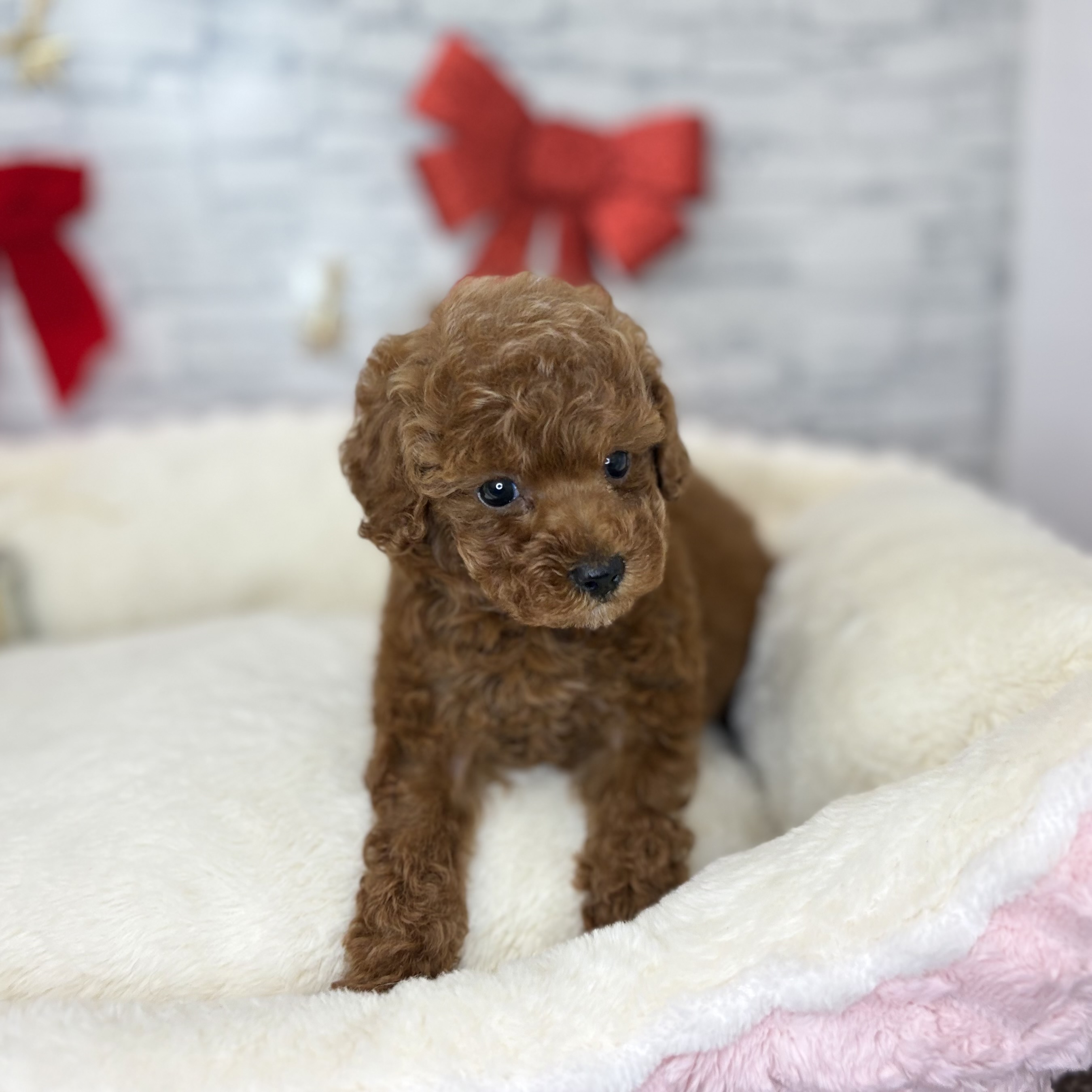 長野県のトイプードル(トイ) (犬の家＆猫の里長野店/2025年10月25日生まれ/女の子/レッド)の子犬の3枚目の画像