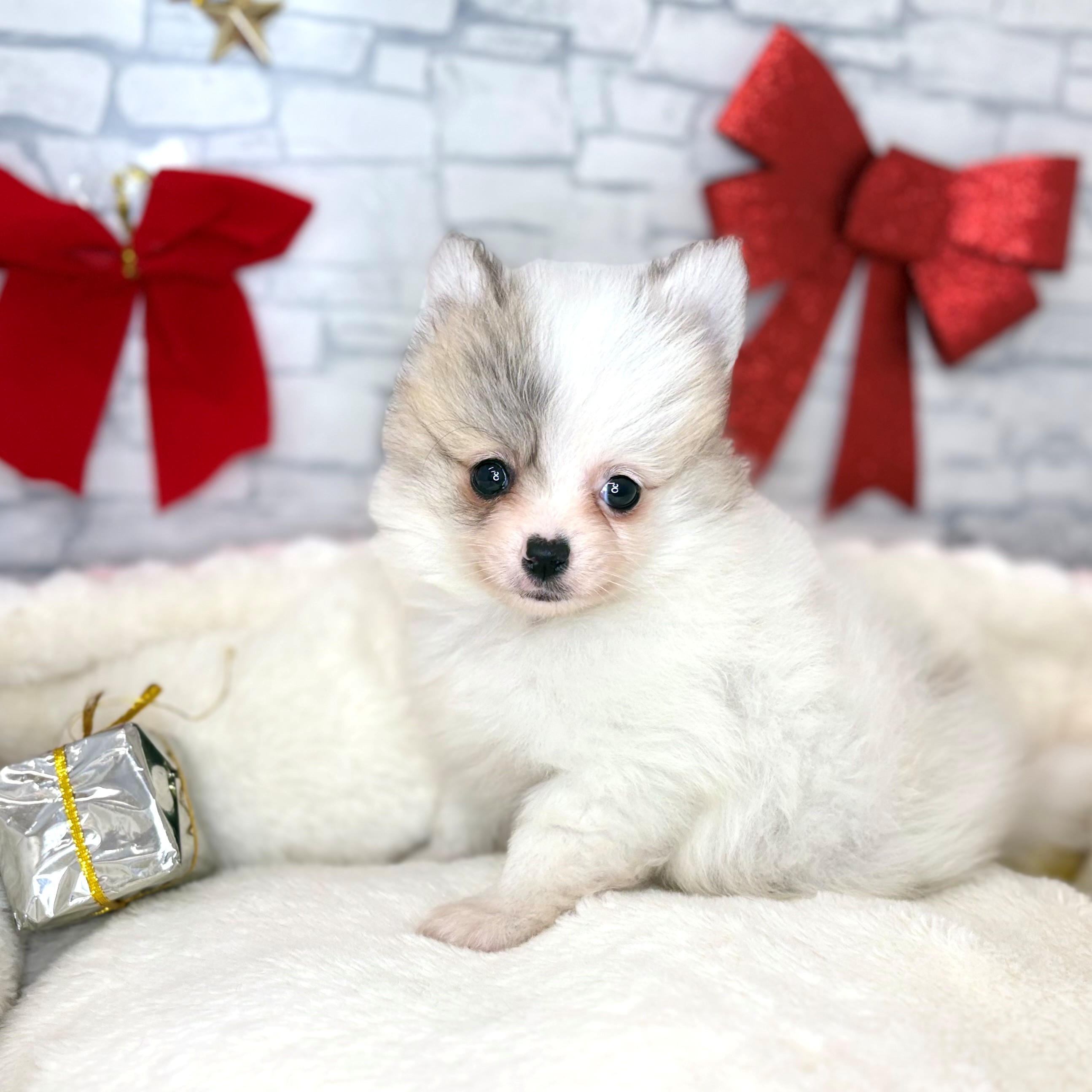 長野県のポメチワ/チワポメ/ポメチー(ポメラニアン×チワワ) (犬の家＆猫の里長野店/2025年10月28日生まれ/女の子/パーティーカラー)の子犬の3枚目の画像