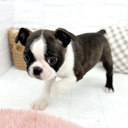 愛知県のボストンテリア (犬の家＆猫の里豊川インター店/2025年10月27日生まれ/女の子/ブリンドルホワイト)の子犬の3枚目の画像