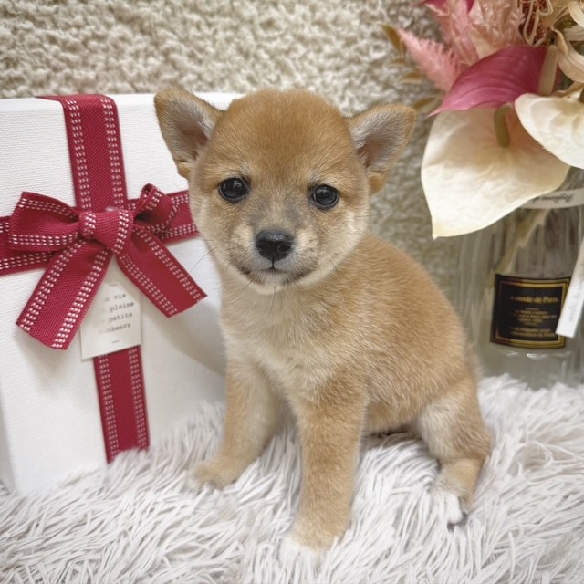 静岡県の豆柴 (犬の家＆猫の里藤枝店/2025年10月28日生まれ/女の子/赤)の子犬の3枚目の画像