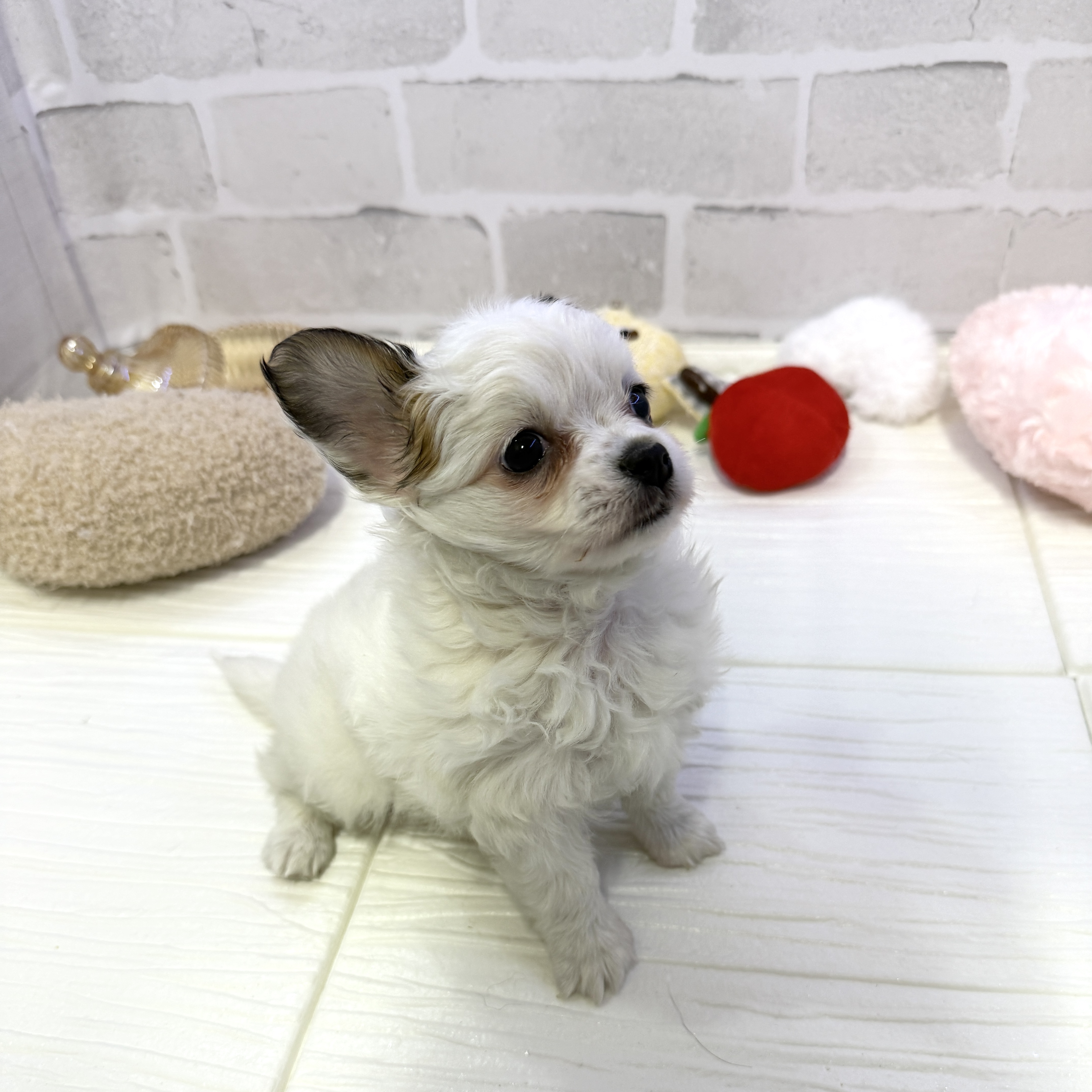 愛知県のパピチー/チワパピ(パピヨン×チワワ) (犬の家＆猫の里岡崎店/2025年10月27日生まれ/女の子/ホワイトブラウン)の子犬の3枚目の画像