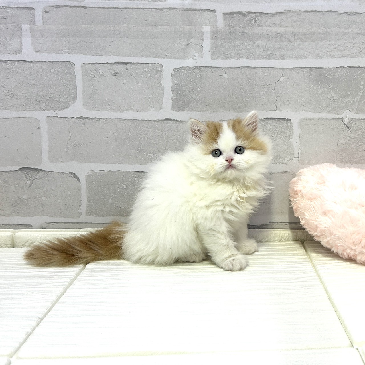 愛知県のスコティッシュフォールド (犬の家＆猫の里岡崎店/2025年10月28日生まれ/男の子/レッドタビーホワイトバン)の子猫の3枚目の画像