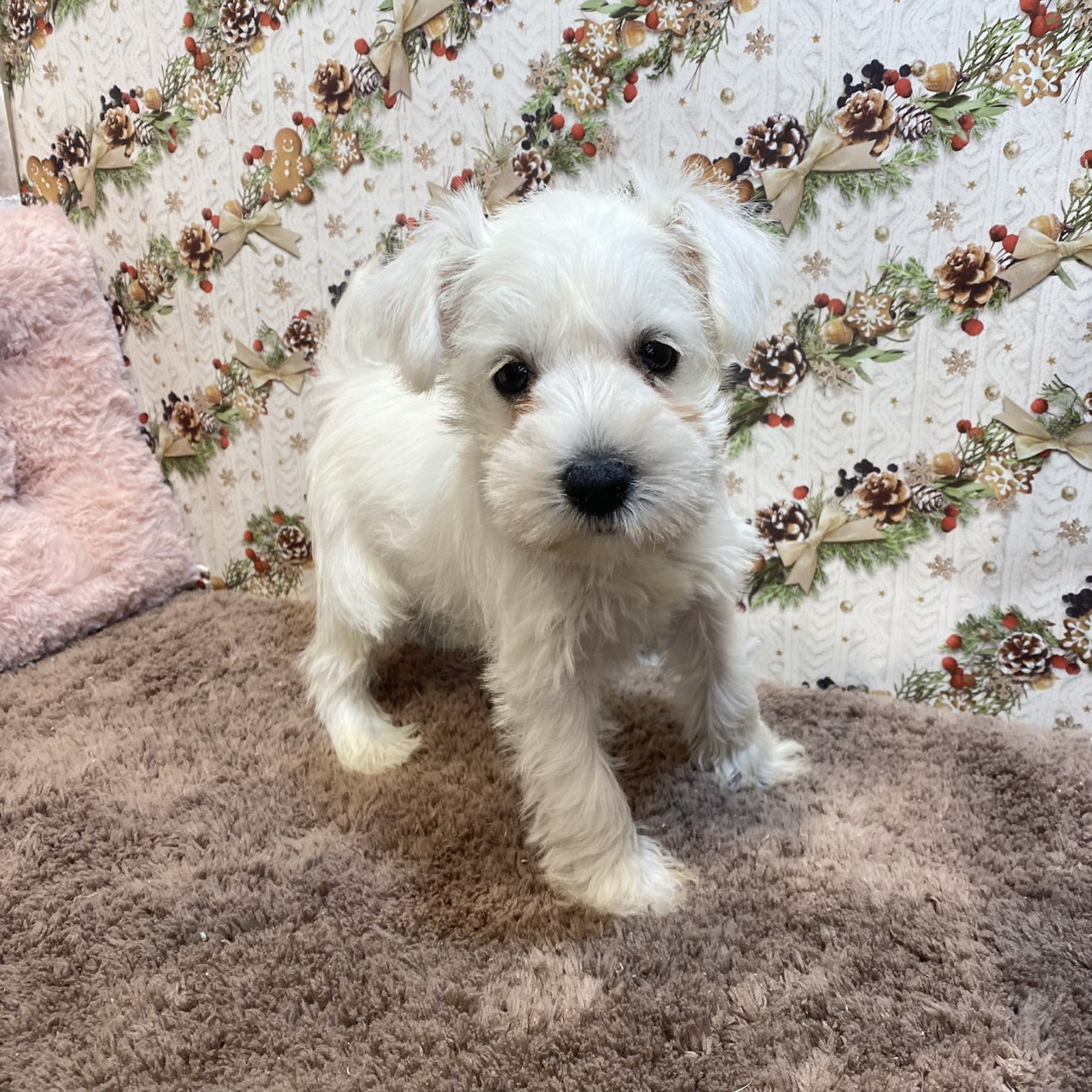 長野県のミニチュアシュナウザー (犬の家＆猫の里カインズ梓川店/2025年10月28日生まれ/女の子/ホワイト)の子犬の3枚目の画像