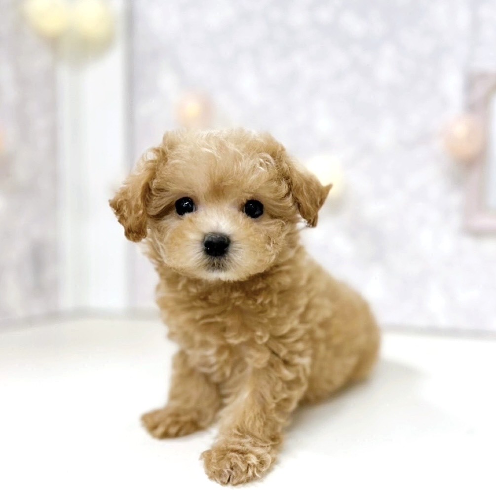 富山県のマルプー(マルチーズ×プードル) (犬の家＆猫の里アミーゴ高岡蓮花寺店/2025年10月25日生まれ/女の子/オレンジフォーン)の子犬の3枚目の画像