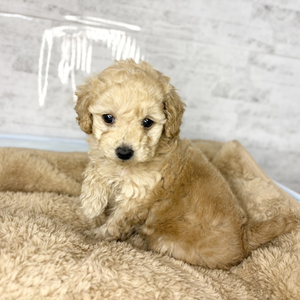 長野県のトイプードル(トイ) (犬の家＆猫の里塩尻店/2025年10月26日生まれ/女の子/アプリコット)の子犬の3枚目の画像