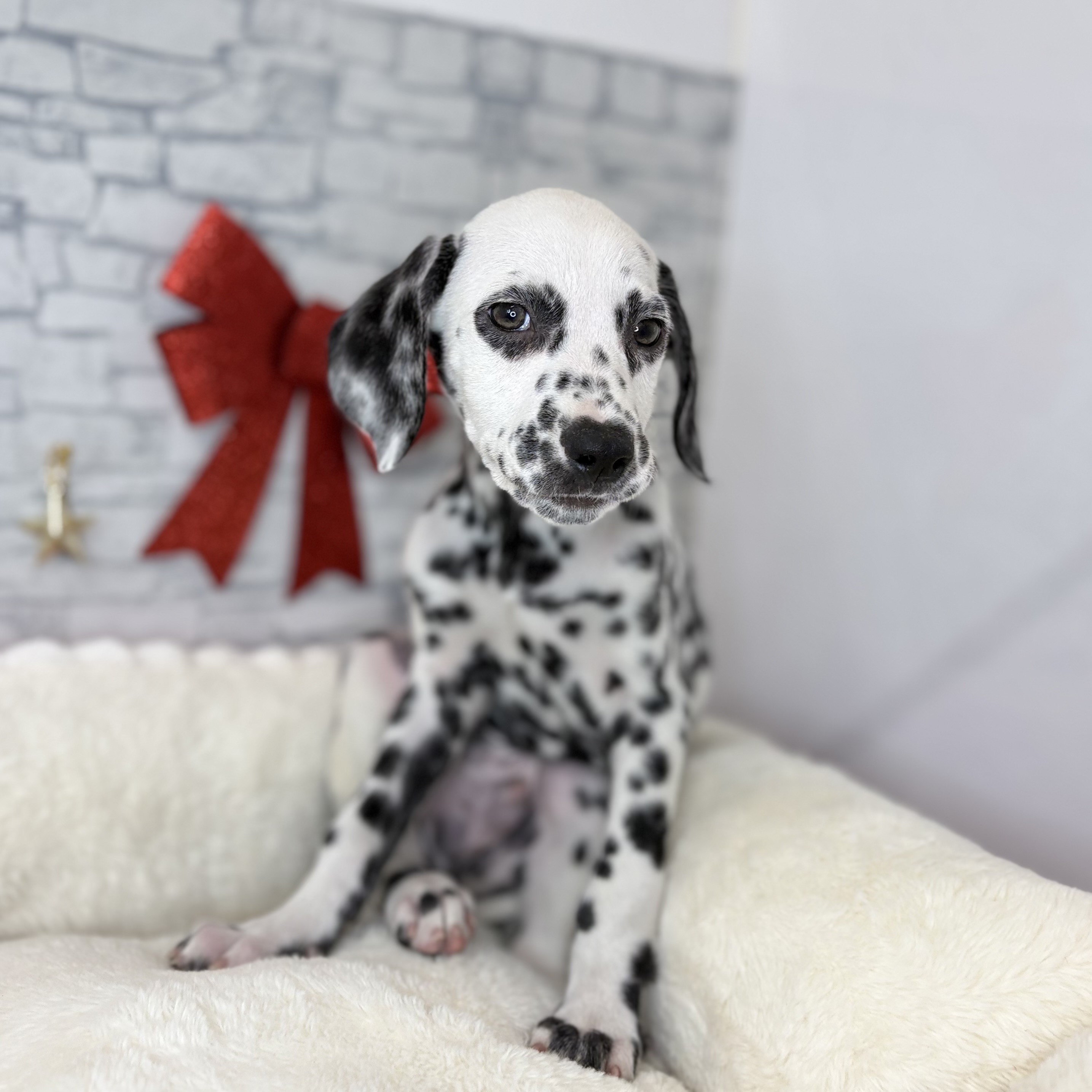 長野県のダルメシアン (犬の家＆猫の里長野店/2025年10月22日生まれ/男の子/ホワイトブラック)の子犬の3枚目の画像