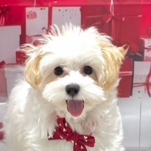 福岡県のポメプー(ポメラニアン×プードル) (犬の家＆猫の里トリアス久山店/2025年10月27日生まれ/女の子/クリームホワイト)の子犬の1枚目の画像