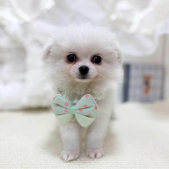 岐阜県のポメチワ/チワポメ/ポメチー(ポメラニアン×チワワ) (犬の家＆猫の里カラフルタウン岐阜店/2025年10月28日生まれ/女の子/クリーム)の子犬の3枚目の画像