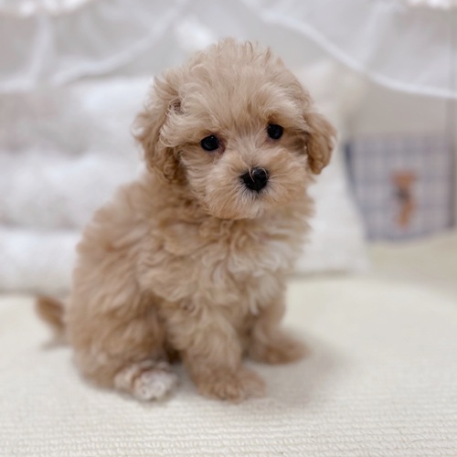 岐阜県のマルプー(マルチーズ×プードル) (犬の家＆猫の里カラフルタウン岐阜店/2025年10月29日生まれ/女の子/アプリコット)の子犬の3枚目の画像