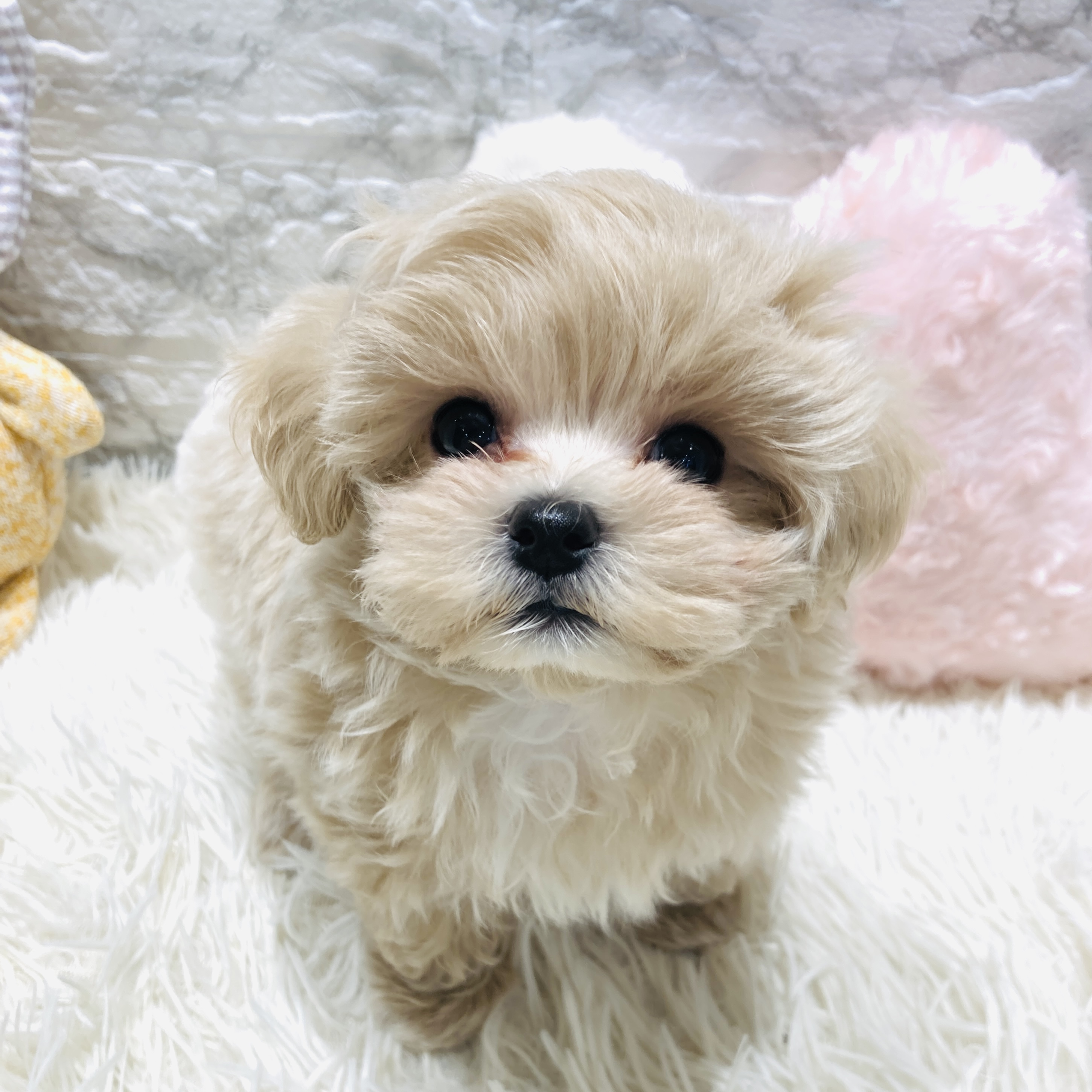 愛知県のマルプー(マルチーズ×プードル) (犬の家＆猫の里MiO香久山店/2025年10月29日生まれ/男の子/アプリコット)の子犬の3枚目の画像