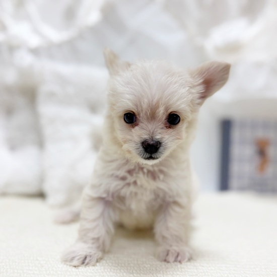 岐阜県のチワプー/プーチー(チワワ×プードル) (犬の家＆猫の里カラフルタウン岐阜店/2025年10月28日生まれ/女の子/クリーム)の子犬の3枚目の画像