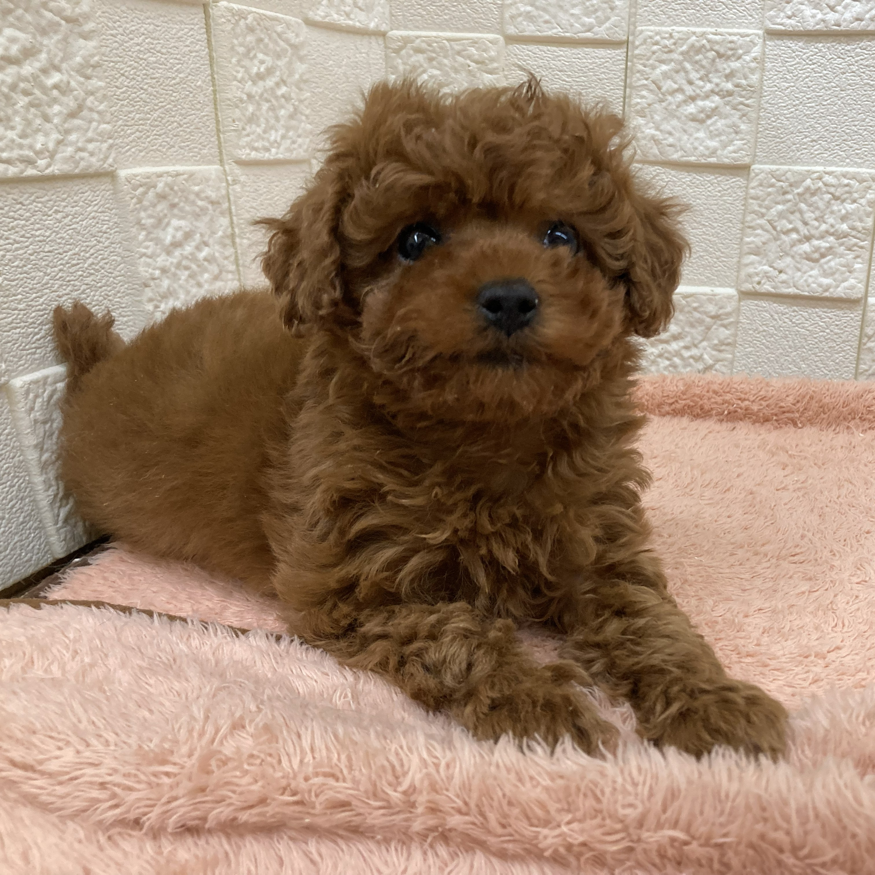 愛知県のトイプードル(トイ) (犬の家＆猫の里碧南店/2025年10月29日生まれ/女の子/レッドフォーン)の子犬の3枚目の画像