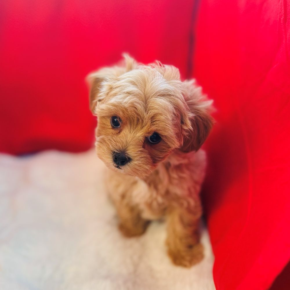 愛知県のマルプー(マルチーズ×プードル) (犬の家＆猫の里愛知刈谷店/2025年10月28日生まれ/女の子/アプリコット)の子犬の3枚目の画像
