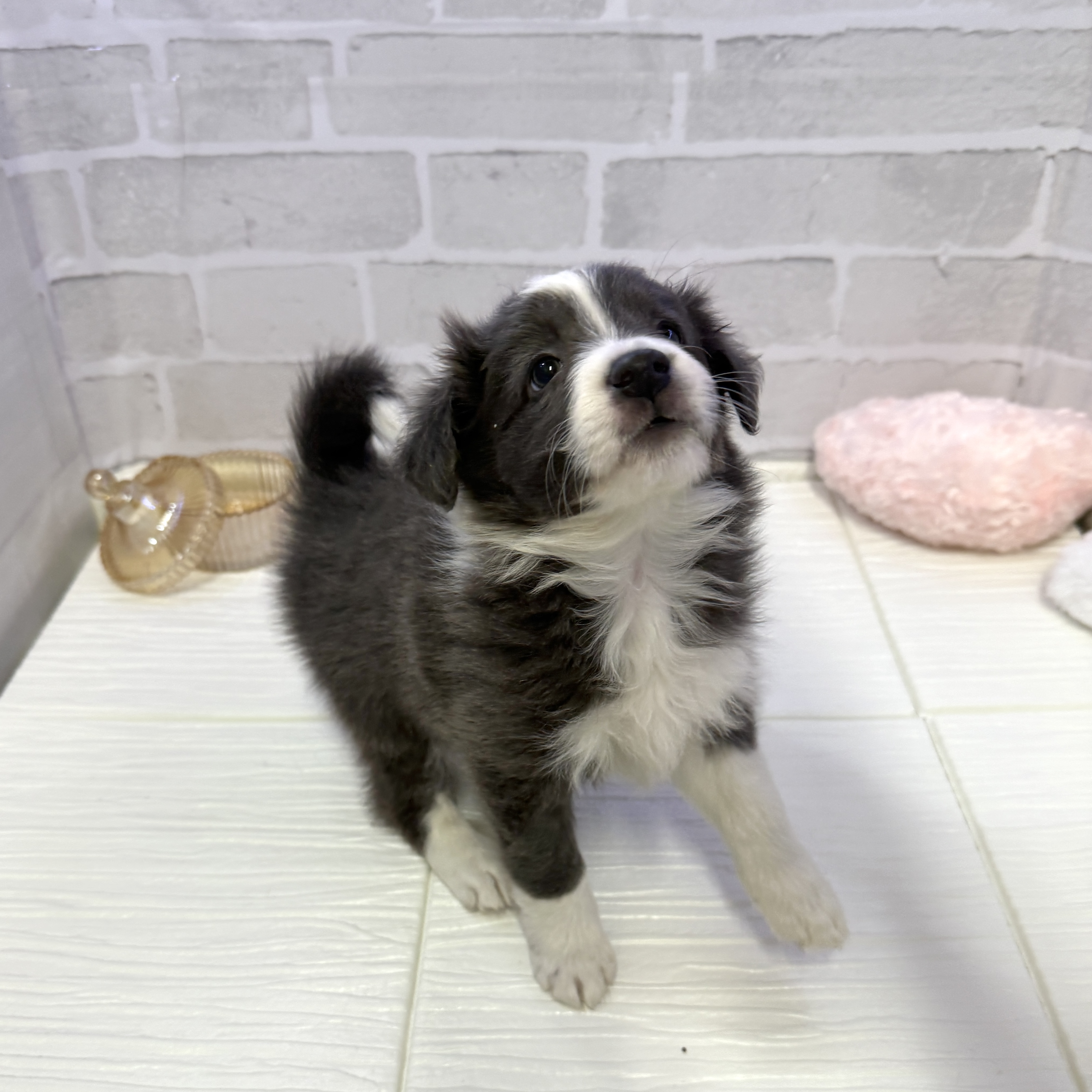 愛知県のボーダーコリー (犬の家＆猫の里岡崎店/2025年10月26日生まれ/女の子/ブルーホワイト)の子犬の3枚目の画像