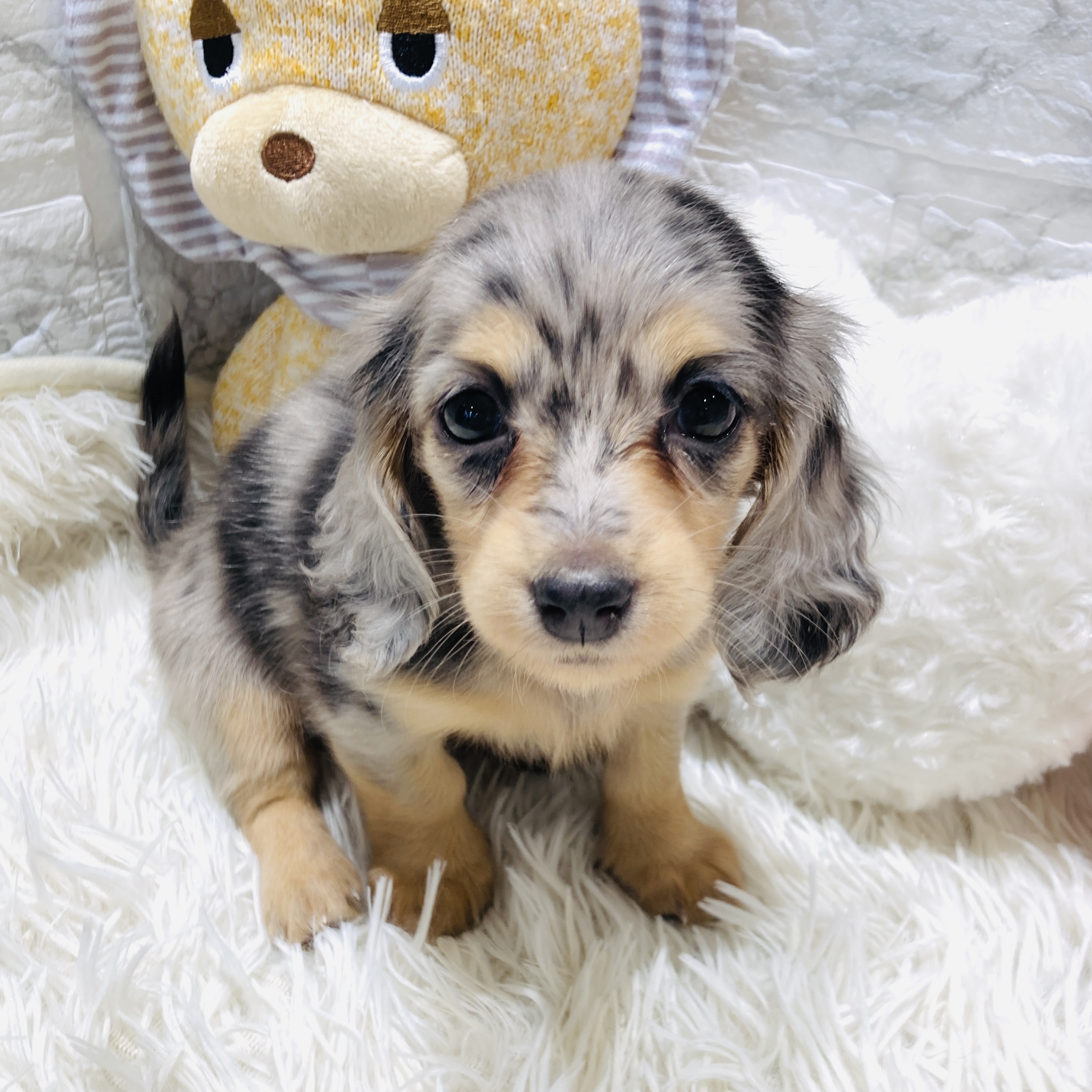 愛知県のミニチュアダックスフンド(ロング) (犬の家＆猫の里MiO香久山店/2025年10月25日生まれ/女の子/シルバーダップル)の子犬の1枚目の画像