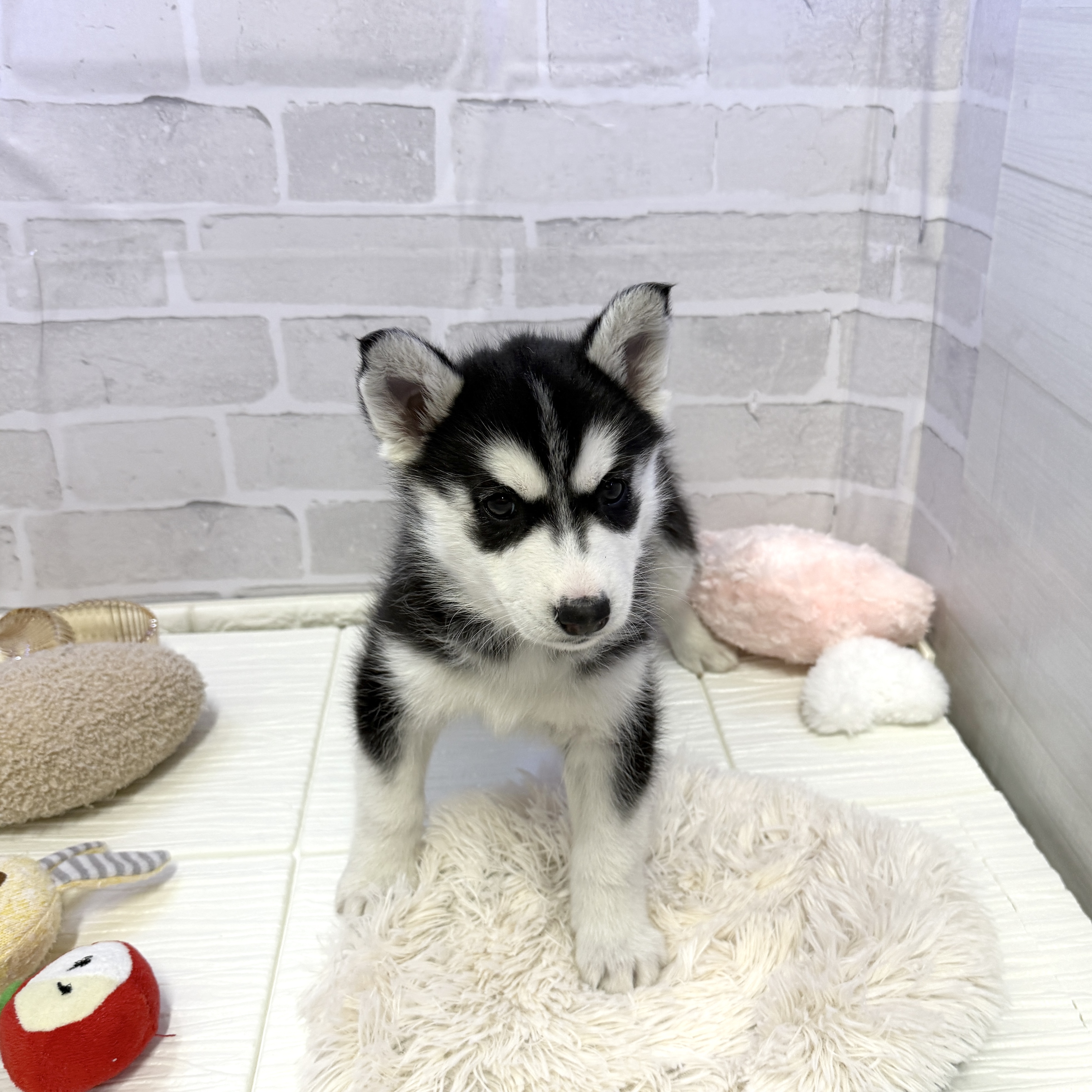 愛知県のシベリアンハスキー (犬の家＆猫の里岡崎店/2025年10月29日生まれ/女の子/ブラックホワイト)の子犬の3枚目の画像