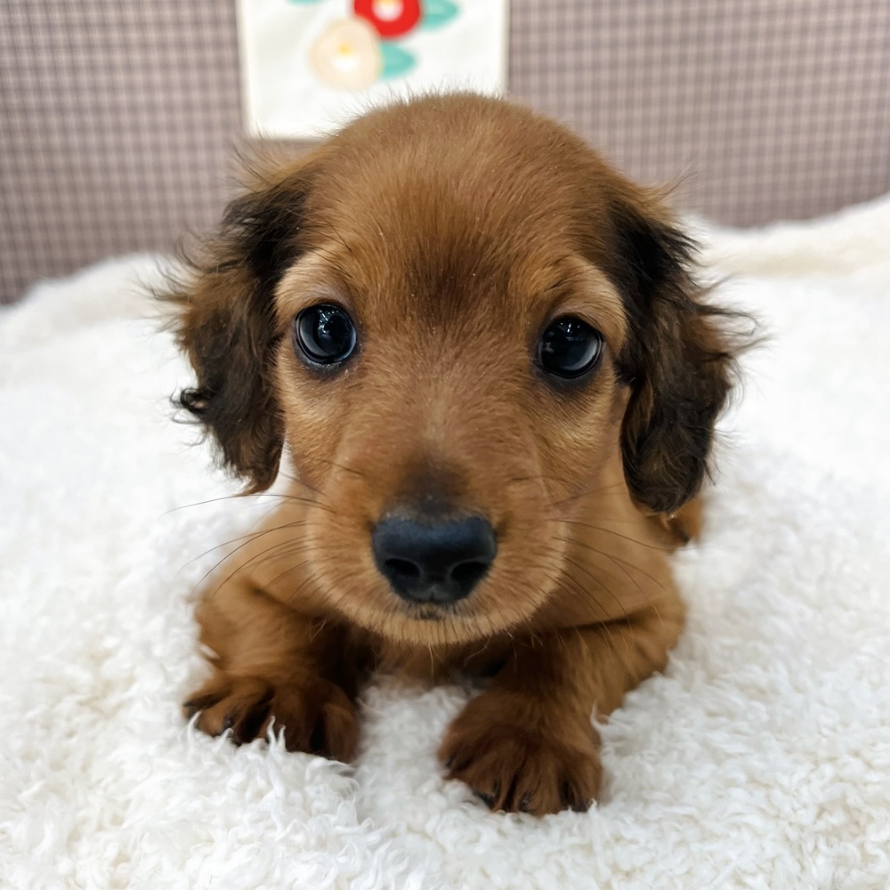 愛知県のミニチュアダックスフンド(ロング) (犬の家＆猫の里エアポートウォーク店/2025年10月27日生まれ/男の子/レッド)の子犬の3枚目の画像